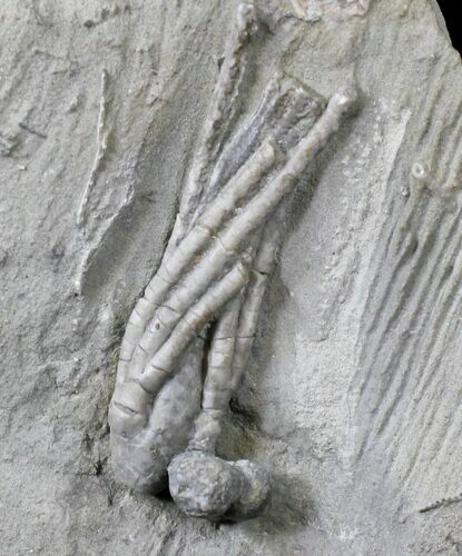 Hypselocrinus Crinoid Fossil - Crawfordsville, Indiana #19871